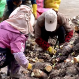 零陵香芋迎丰收 特色产业促增收