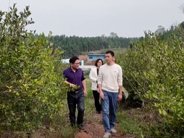 零陵：金果满枝头 油茶香四溢