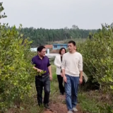 零陵:金果满枝头 油茶香四溢