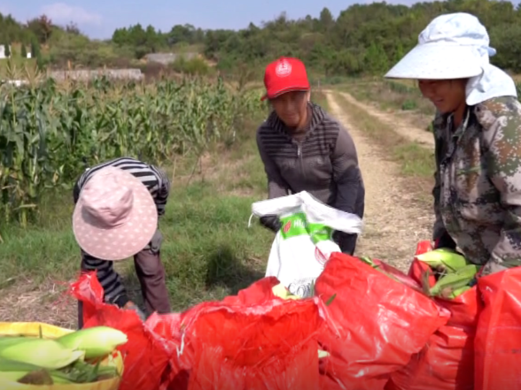 零陵：千亩水果玉米喜获丰收