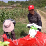 零陵:千亩水果玉米喜获丰收