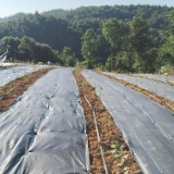 石山脚街道：下好闲置资产“盘活棋” 百亩“荒草园”重焕生机