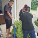 凼底乡豆角喜获丰收 “菜篮子”鼓起农民“钱袋子”