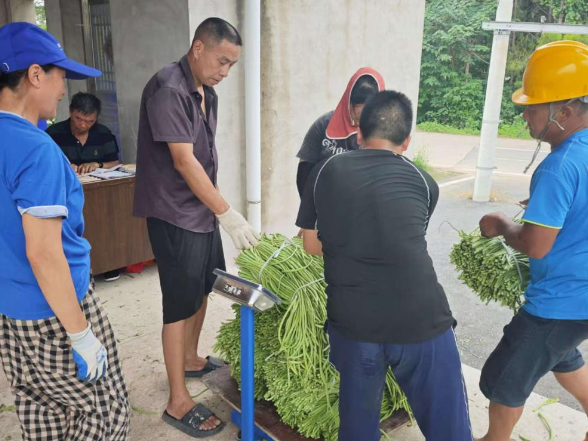 零陵：豆角喜获丰收 “菜篮子”鼓起农民“钱袋子”