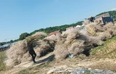 衡南县咸塘镇“秸”尽全力做好秸秆综合利用和禁烧工作