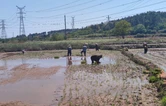 衡南县咸塘镇桐岗村：抓实耕地管护 稳保粮食丰产