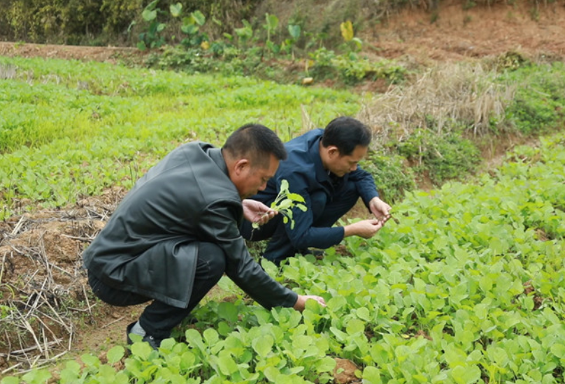 衡南县：农技专家下田为秋播油菜“把脉支招”