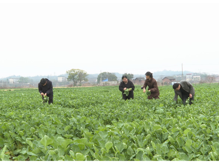 菜薹卖钱 菜籽榨油！衡南2万亩油菜玩出“一田双收”新花样