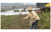 衡南县向阳桥街道：集中清理水葫芦 擦亮河道生态底色