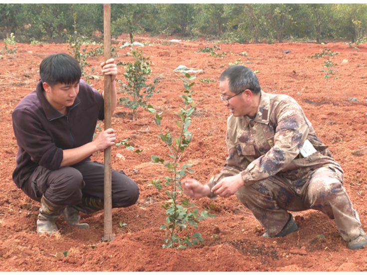 新春走基层 | 衡南：5000亩油茶新绿染山岗 乡村振兴添动能
