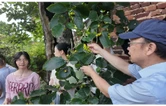 百年空心古树岁岁挂果 衡南深挖土枇杷种质资源赋能特色产业