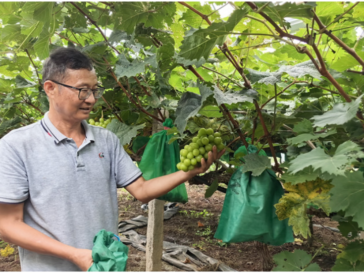 衡南墨江村30亩阳光玫瑰亟待采摘，甜蜜产业遇冷求援