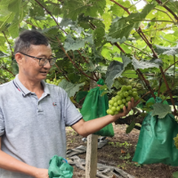 衡南墨江村30亩阳光玫瑰亟待采摘,甜蜜产业遇冷求援