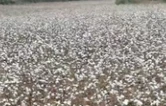 衡南：棉浪翻飞似雪霜，丰收时节扮盛装