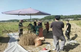 衡南县松江镇：油菜秸秆“疏堵结合”出实招