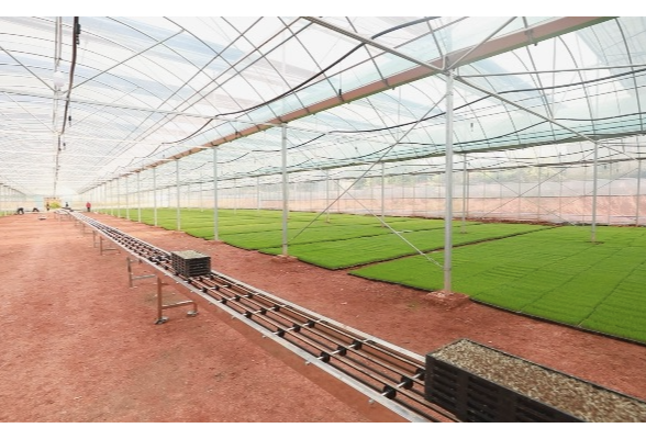 智慧育秧抢农时 衡南打造省级农事服务新标杆