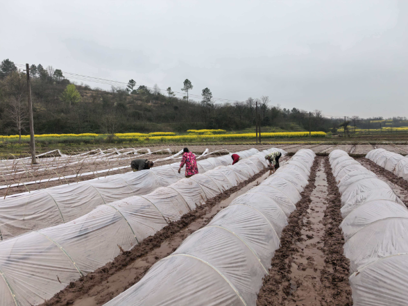 衡南：多措并举保春耕 分类耕种不抛荒