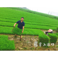 渌口区龙门镇果田村赵正权获评“百优保供先锋”
