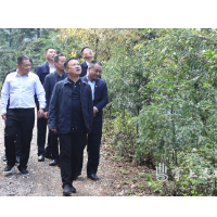 李晓彤到朱亭镇凤凰山森林公园开展巡林工作