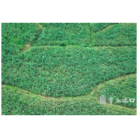 渌口区：古岳峰镇腰塘村引来了致富草