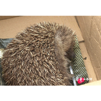 遇到请放生！刺猬是国家二级保护动物