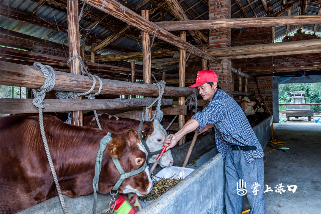 【图片：陈维平  文字：刘慧】
龙门镇李家村李桂林就业养殖两不误，今年他养殖的牛数量已超过40头。