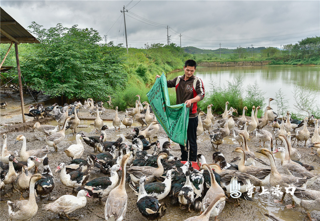 【图片：张豫兴  文字：刘慧】
南洲镇红星村魏加加给鸭子喂饲料，开始了一天的忙碌。