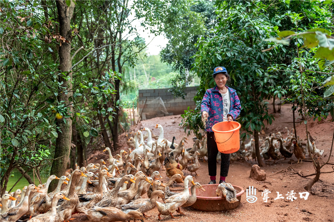 【图片：文禹  文字：刘慧】
龙船镇梅冲村李元英正在给鸭子喂食，望着即将出栏的鸭子，她的脸上乐开了花。