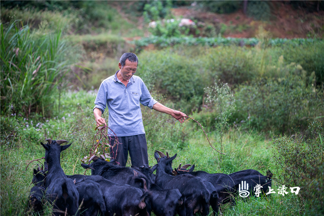 【图片：文禹  文字：刘慧】
龙船镇梅冲村刘红庄靠两只“脱贫羊”走上了黑山羊养殖的创业之路。