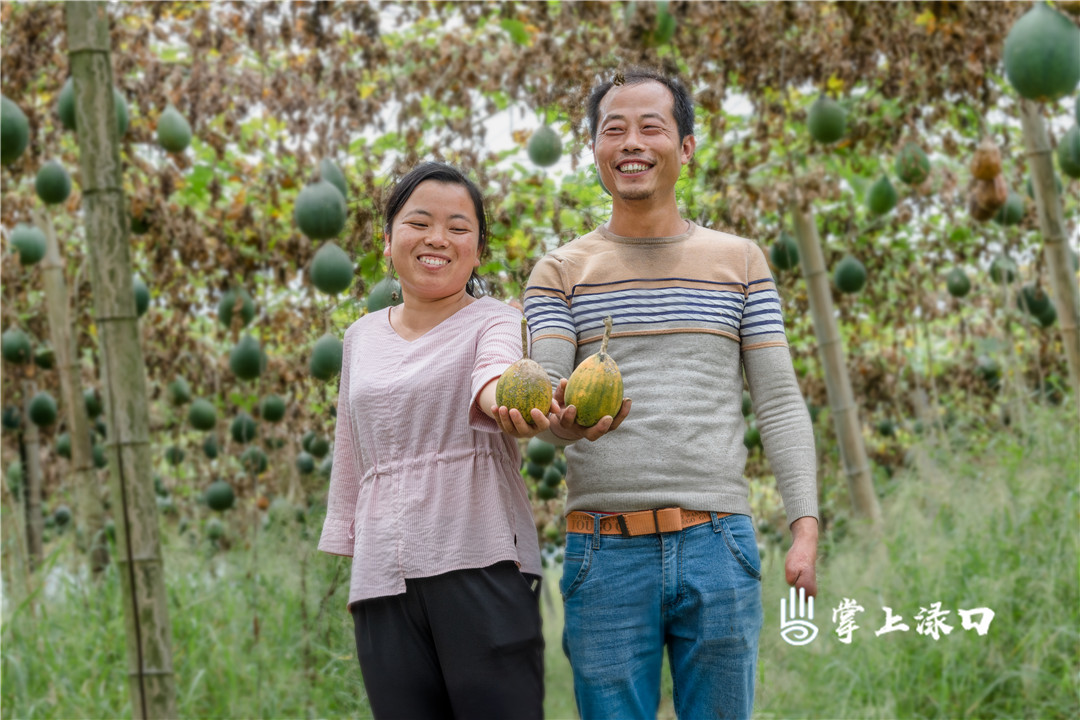 【图片：陈维平  文字：刘慧】
龙门镇太湖村唐铁球种植的小小瓜蒌子，承载着他致富的希望，也实现了他脱贫的梦想。