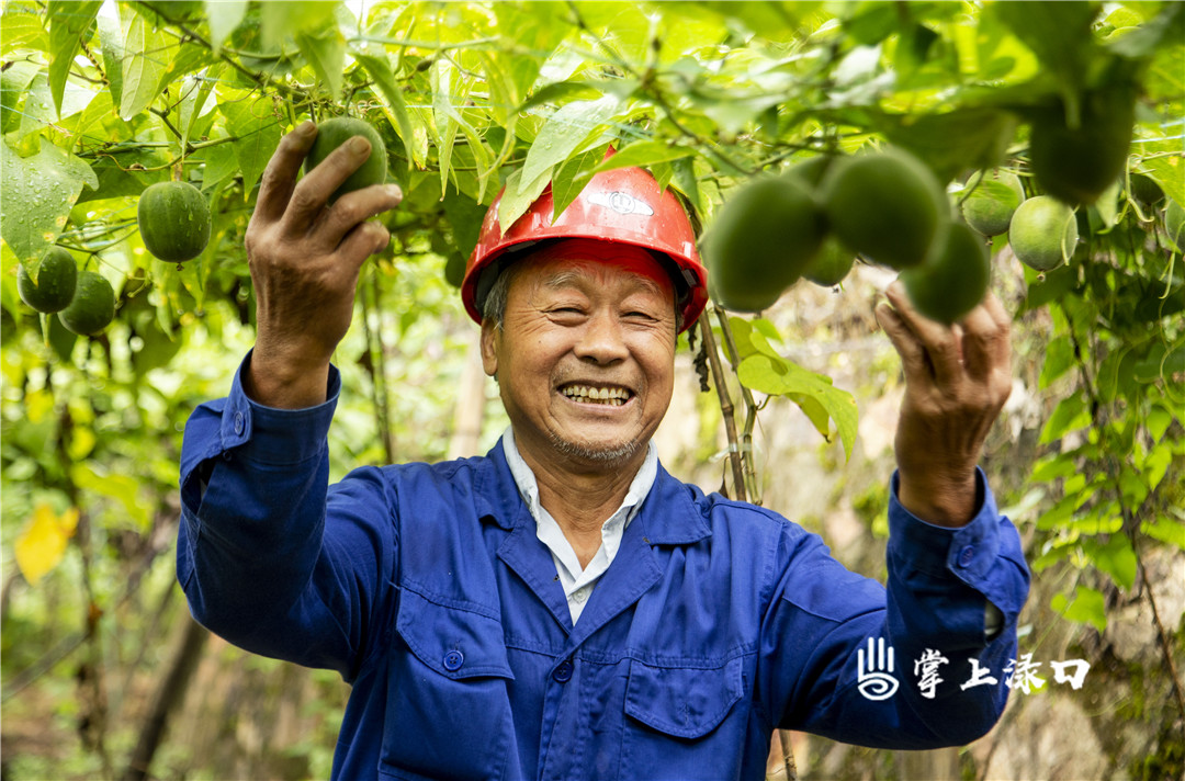 【图片：唐小荷  文字：刘慧】
南洲镇湘东村的果园里蔬果长势正旺，陈光先正在精心呵护它们。