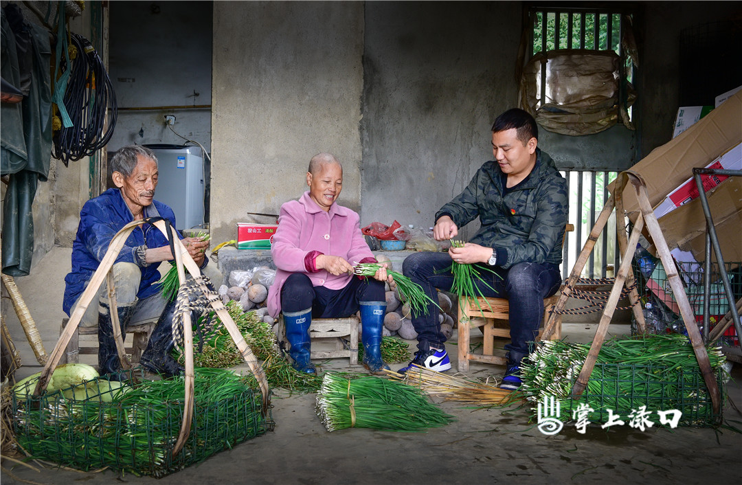 【图片：张豫兴  文字：刘慧】
南洲镇湘东村张和平忙着扎捆、整理菜园里的蔬菜去售卖。