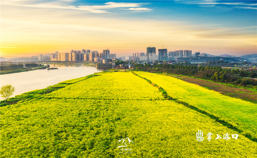 【图片：咏洲  文字：刘慧】
“一色菜花十里黄，好风斜日送微香。”不知不觉，渌江边一大片一大片的金黄色铺满了整个田野。