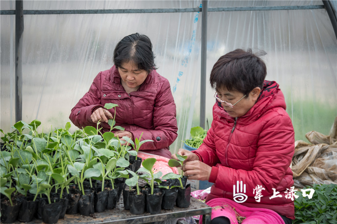 【圖：文禹  文：劉慧】
村民忙著給蔬菜苗嫁接,，綠色在她們手中延伸。