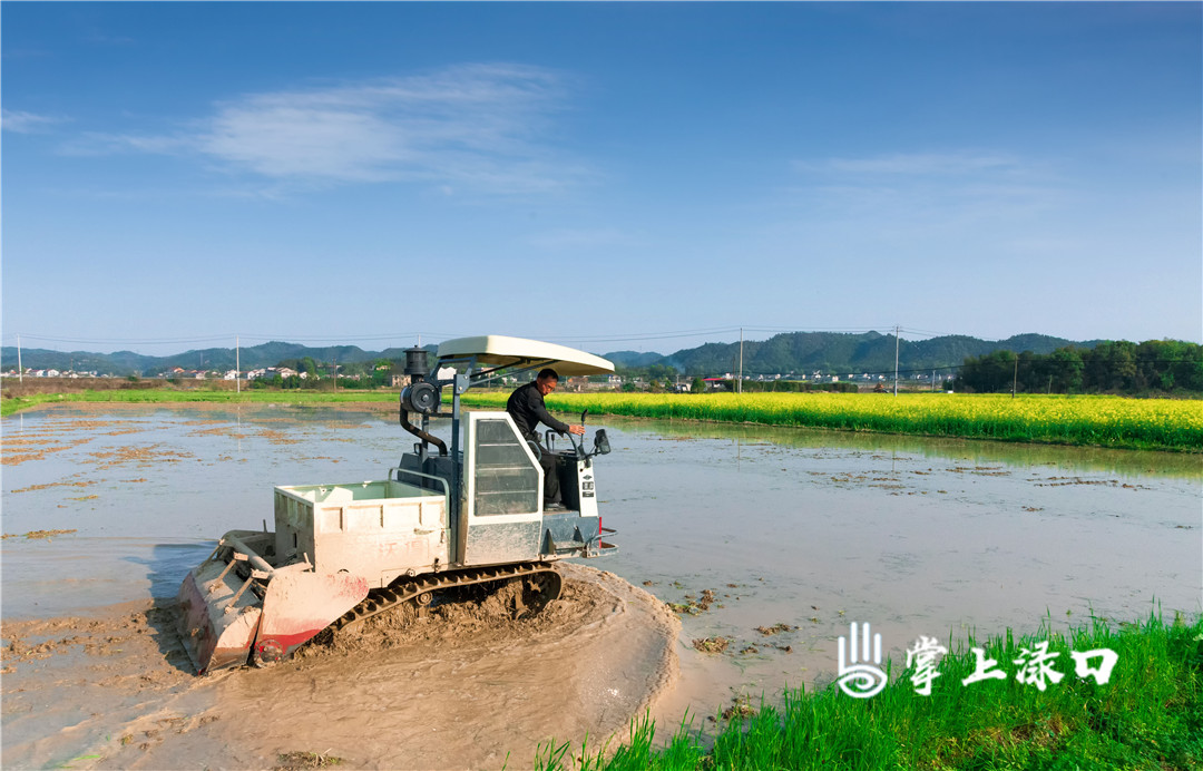 【圖：陳紫萱  文：劉慧】
一年之計(jì)在于春,，清晨,，淥口鎮(zhèn)曉嶺村隆隆的機(jī)器聲在田間打轉(zhuǎn)兒。