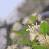 【品诗】一溪烟柳清风绕  万里桐花高凤鸣（下）