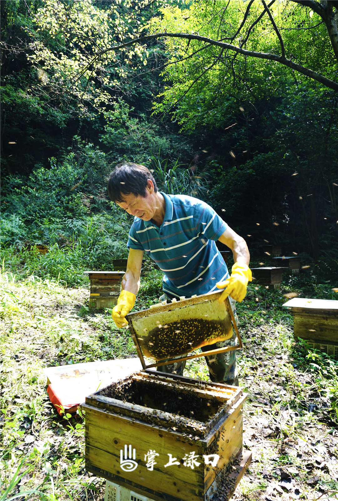 【圖片：殷紅  文字：劉慧】初夏,，正是蜜蜂忙采蜜的時(shí)節(jié),，在深山里遇到這位蜂農(nóng)“火師傅”，他帶我們前往他的蜂場(chǎng)“圍觀”,，品嘗來自深山的“甜蜜”,。