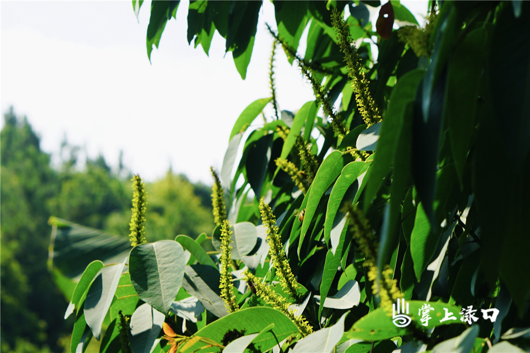 【圖片：殷紅  文字：劉慧】
夏天的風(fēng)輕輕吹拂著綠樹,，映襯著明亮的天空,，一個(gè)勁兒地展示它柔美的身姿。同行的小伙伴告訴我,，這種樹就是山烏桕,。