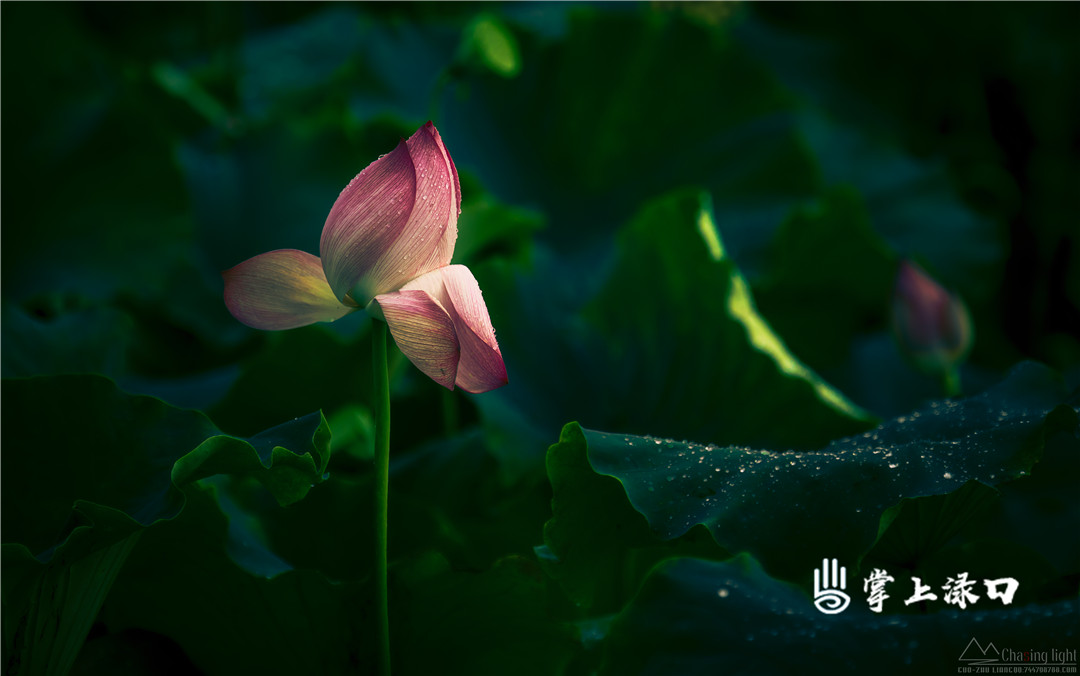 【图：梁国柱  文：刘慧】
青荷盖绿水，芙蓉披红鲜，夏日荷花是渌口的一道美丽风景线。在空气中弥漫着炎热的八月，去渌江边赏荷，感受荷韵之悠，让燥热的内心回归静怡。