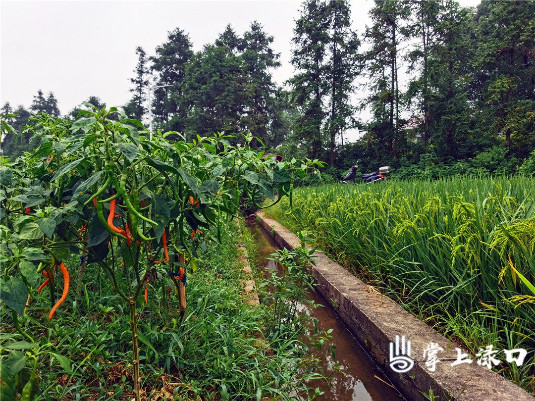【图文：文美升】
河包种植业另外一个明星产品就是黄辣椒，它是辣椒中的“极品”，口感极佳。