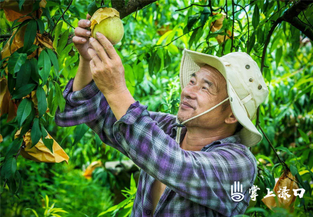【图片：文美升  文字：刘慧】
桃园里的桃子味道脆甜，饱满的果实散发着沁人的香气，格外诱人。