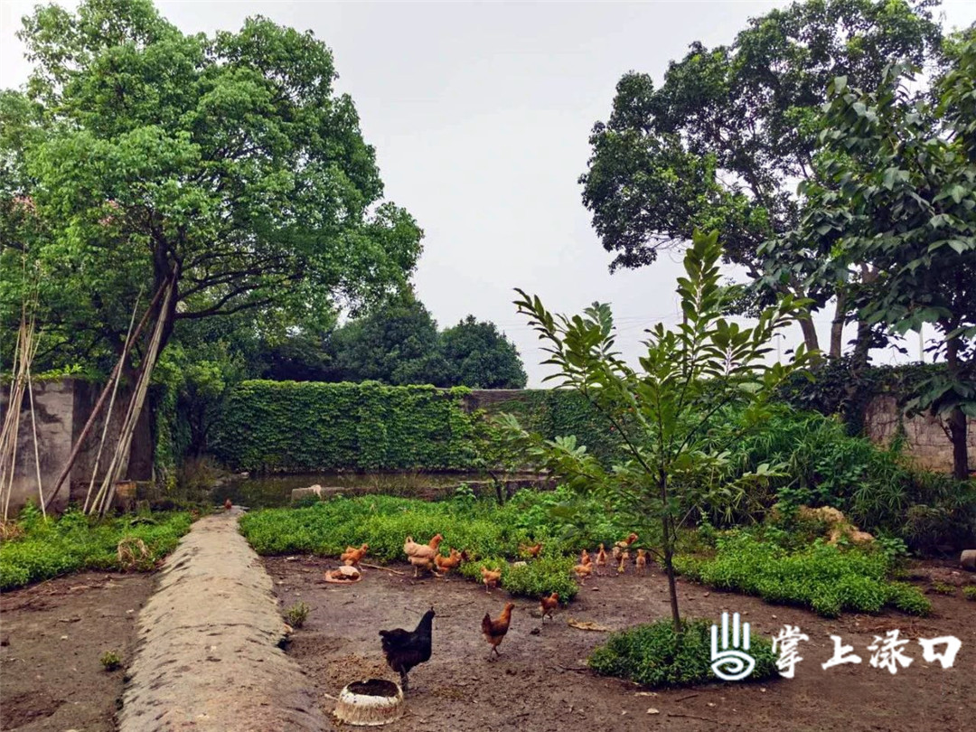 【图文：文美升】
勤劳的河包村民还有饲养土鸡的习惯，这是一家人营养的保证。