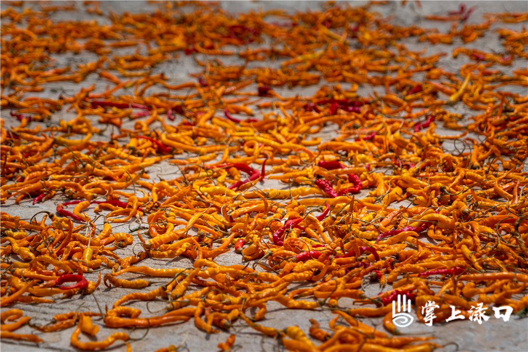 【图片：阿轮  文字：文美升】
黄辣椒色泽金黄，晒成干辣椒后可以保障河包人味蕾全年的享受。
