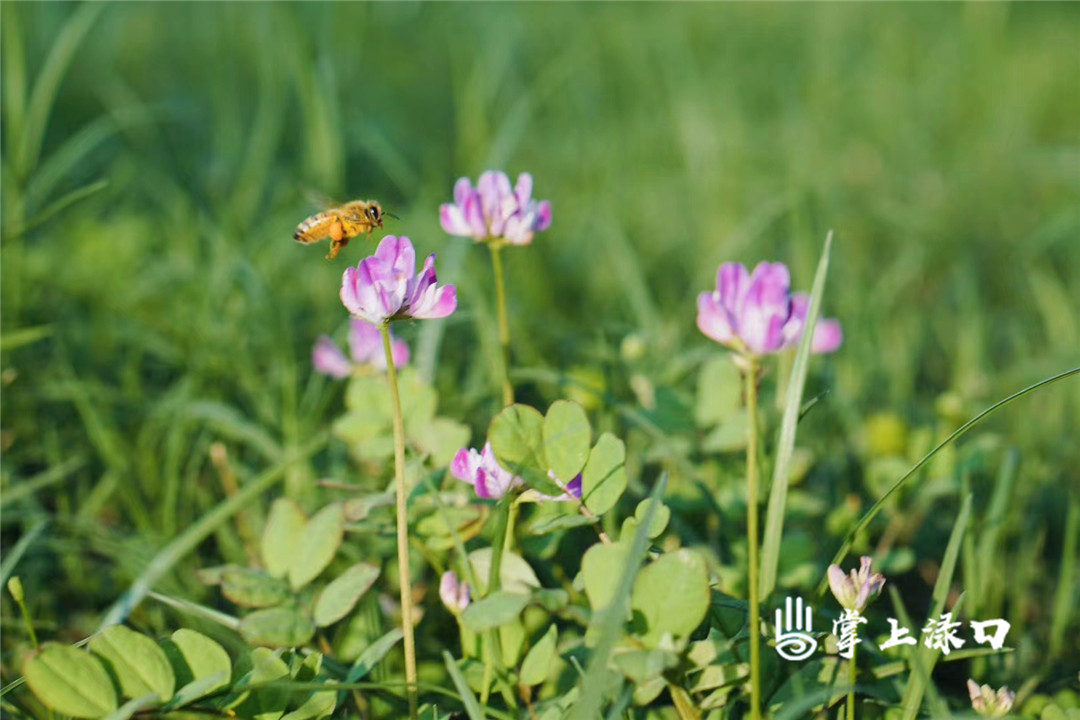 【圖片：殷紅 文字：劉慧】 
騎累了,，在路邊休息,，呼吸著帶有淡淡青草味兒的清新空氣，讓精神愉悅又放松,，倦意全無(wú),。