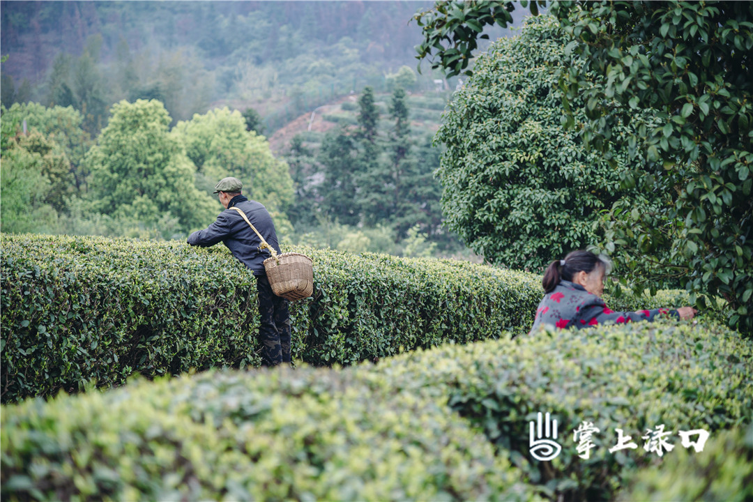 【图：文禹  文：刘慧】
茶农们熟练地将采撷到的娇嫩叶尖装入竹篓，穿梭于茶园中的他们，不一会儿就将竹篓装得满满当当。