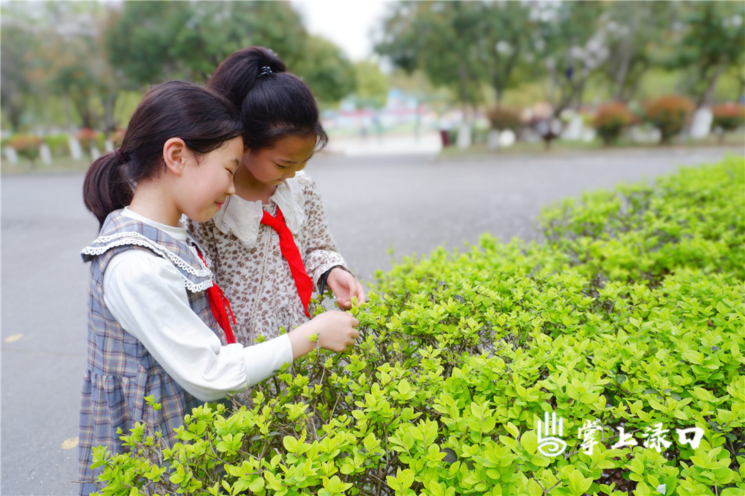 【圖：謝伊   文：劉慧】
嫩綠的樹葉，在樹枝上微微晃動,。春,，迫不及待的鉆出來了~