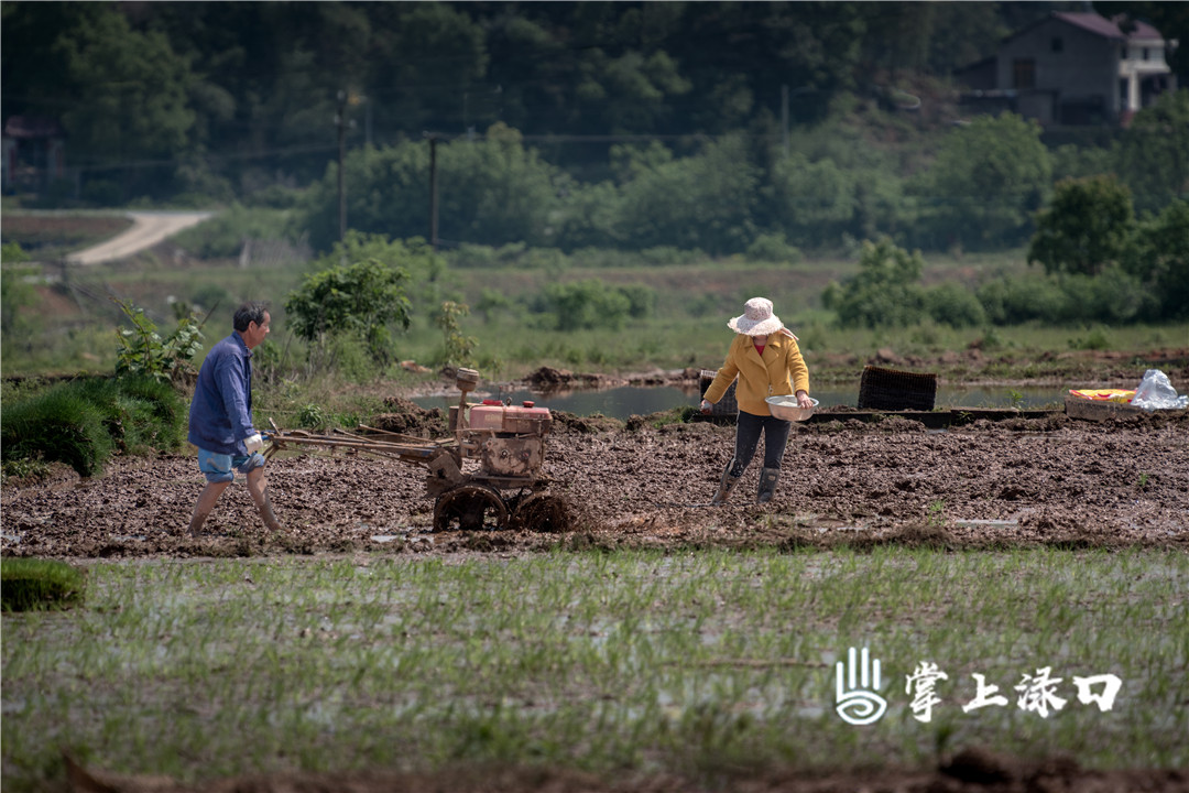 【图：陈维平  文：刘慧】
今年，南洲镇将全镇早稻种植面积分解到村，6790亩早稻种植面积任务，采取集中育秧方式可供大田5000余亩，目前已落实到户到丘块。
