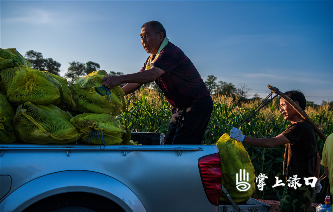【图：梁国柱  文：刘慧】
对于村民来说，玉米大丰收是一年最值得高兴的事情，辛勤的劳作换来了沉甸甸的回馈。
