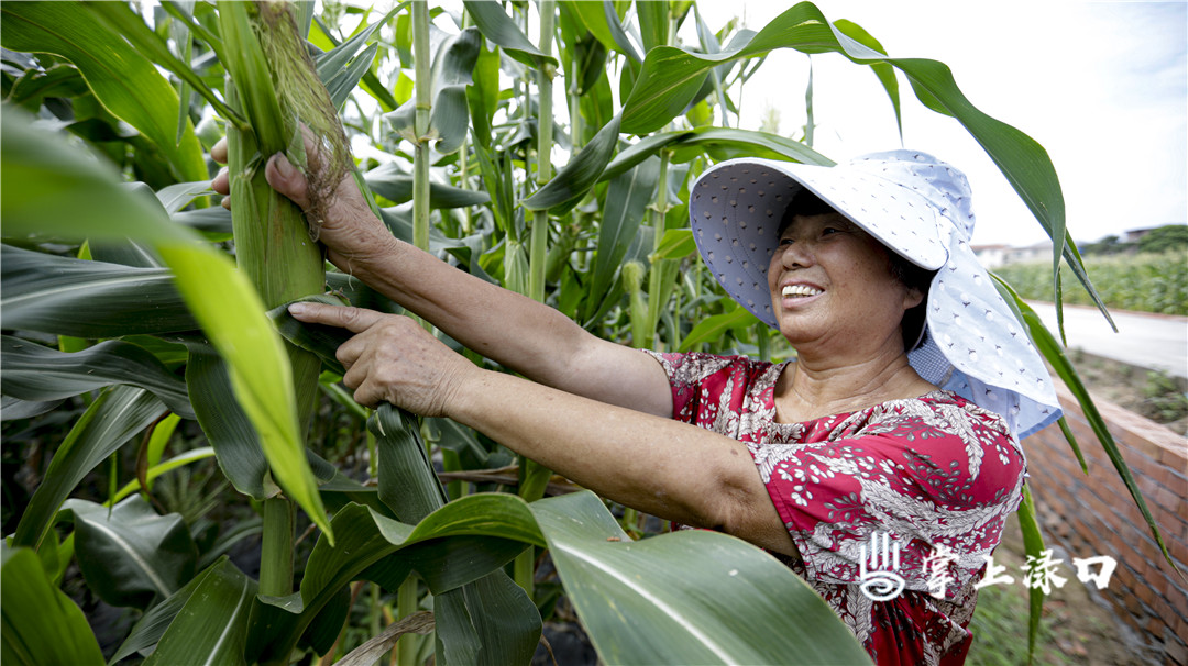 【图：肖竞  文：刘慧】
“咔嚓”一声，硕大饱满的玉米棒子，稳稳落入村民的手中。
