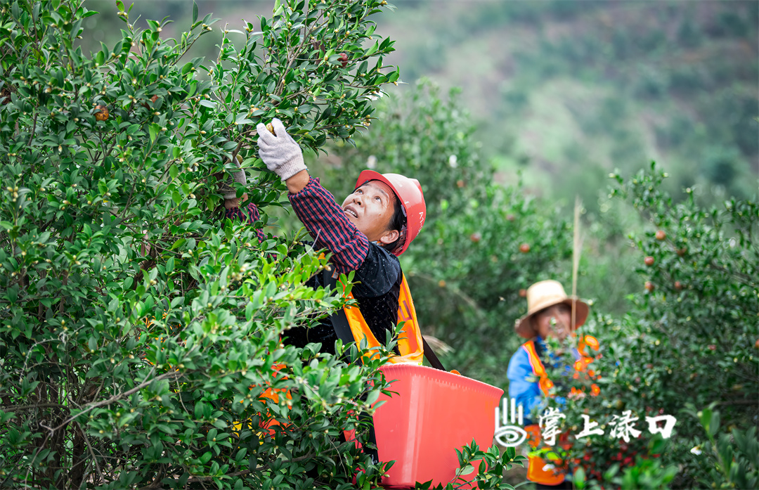 油茶林里，随处可见茶农采摘油茶果的忙碌身影。